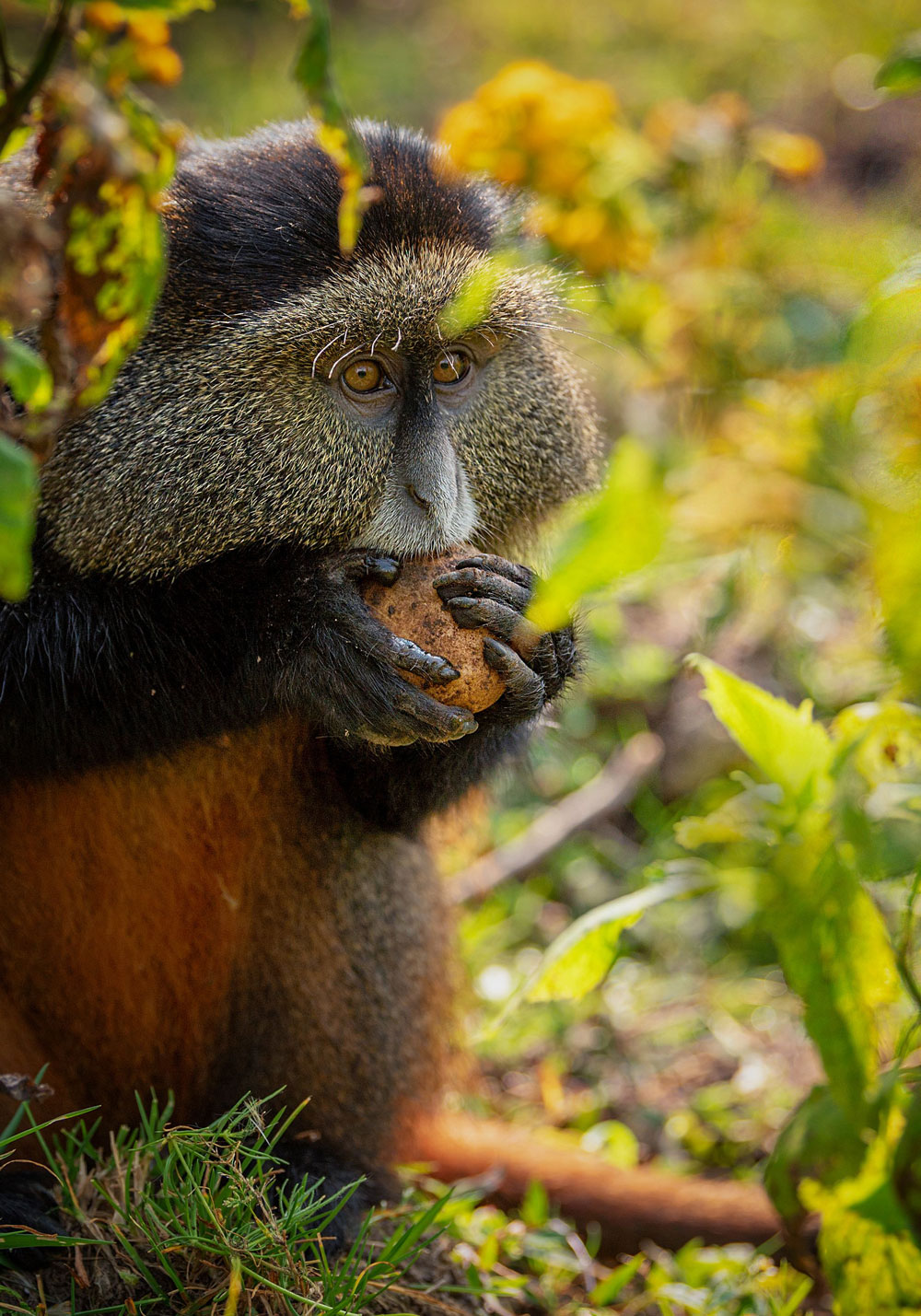 Dame récoltant le thé dans un champ de thé au Rwanda