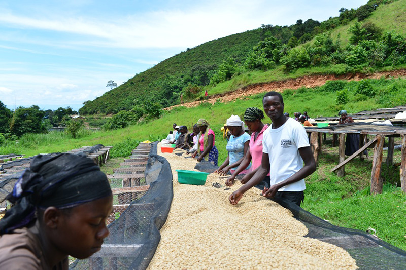 Tri manuel des grains de
				café par Comequi au Kivu