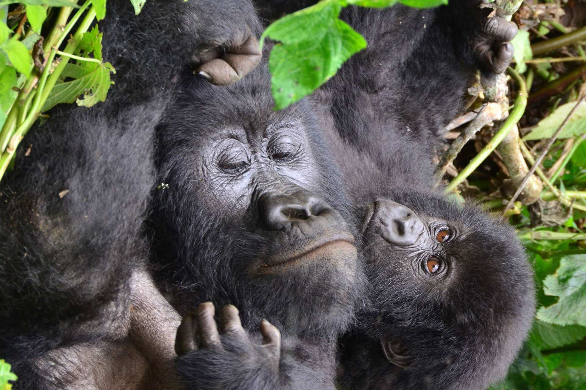 Gorille couché dans la brousse