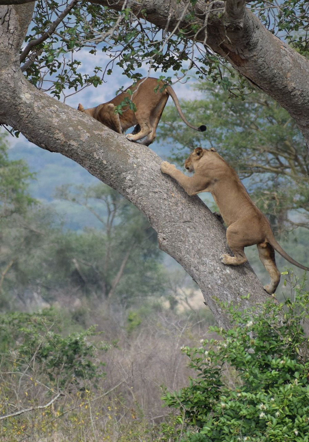 Lionne dans un arbre